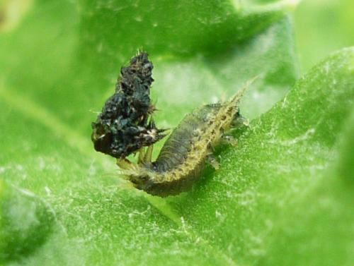 Réf. 274 341 : Cassida sp.